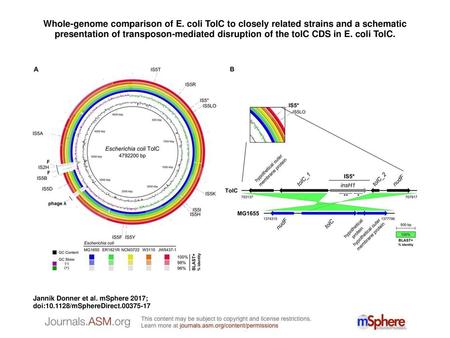 Whole-genome comparison of E