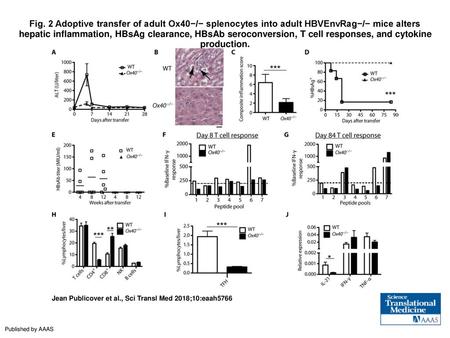 Fig. 2 Adoptive transfer of adult Ox40−/− splenocytes into adult HBVEnvRag−/− mice alters hepatic inflammation, HBsAg clearance, HBsAb seroconversion,