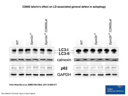 C266S laforin's effect on LD‐associated general defect in autophagy