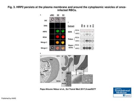 Fig. 3. HRP2 persists at the plasma membrane and around the cytoplasmic vesicles of once-infected RBCs. HRP2 persists at the plasma membrane and around.