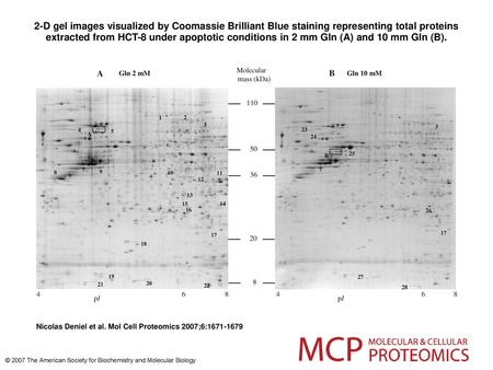 2-D gel images visualized by Coomassie Brilliant Blue staining representing total proteins extracted from HCT-8 under apoptotic conditions in 2 mm Gln.