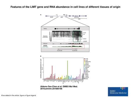 Features of the LIMT gene and RNA abundance in cell lines of different tissues of origin Features of the LIMT gene and RNA abundance in cell lines of different.