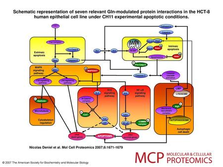 Schematic representation of seven relevant Gln-modulated protein interactions in the HCT-8 human epithelial cell line under CH11 experimental apoptotic.