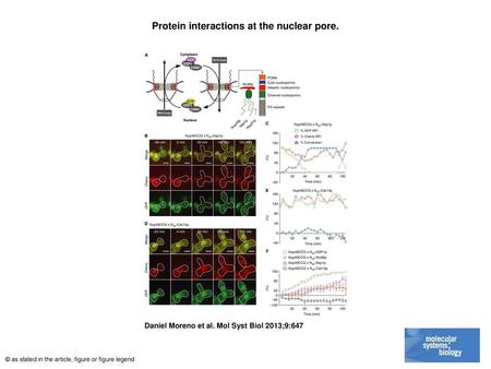 Protein interactions at the nuclear pore.