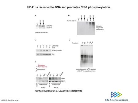 UBA1 is recruited to DNA and promotes Chk1 phosphorylation.