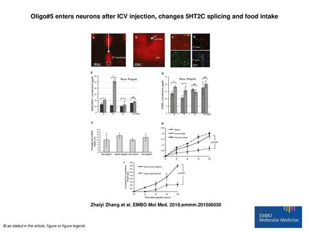 Oligo#5 enters neurons after ICV injection, changes 5HT2C splicing and food intake Oligo#5 enters neurons after ICV injection, changes 5HT2C splicing and.