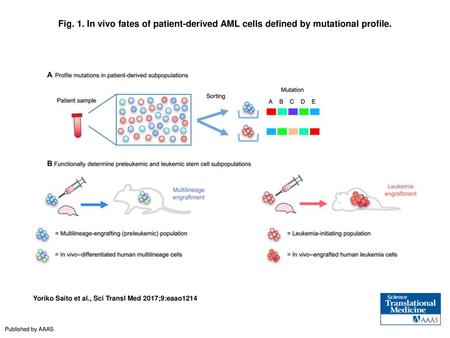 Fig. 1. In vivo fates of patient-derived AML cells defined by mutational profile. In vivo fates of patient-derived AML cells defined by mutational profile.