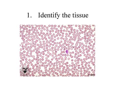 1.	Identify the tissue.