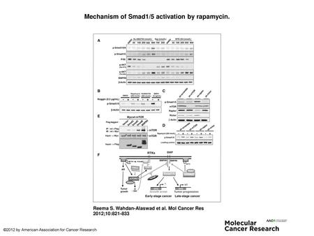 Mechanism of Smad1/5 activation by rapamycin.