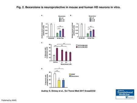 Bexarotene is neuroprotective in mouse and human HD neurons in vitro