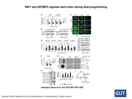 YAP1 and IGF2BP3 regulate each other during fetal programming.