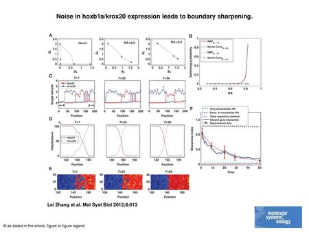 Noise in hoxb1a/krox20 expression leads to boundary sharpening.