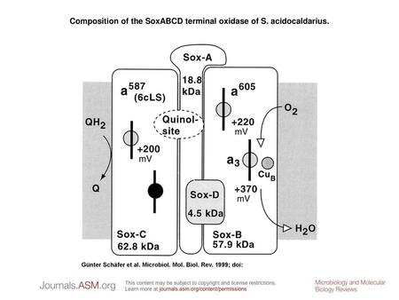 Composition of the SoxABCD terminal oxidase of S. acidocaldarius.