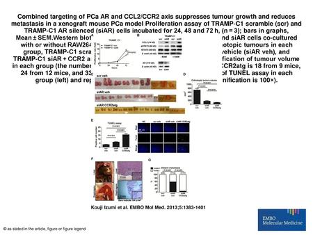 Combined targeting of PCa AR and CCL2/CCR2 axis suppresses tumour growth and reduces metastasis in a xenograft mouse PCa model Proliferation assay of TRAMP‐C1.