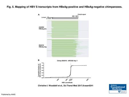 Fig. 5. Mapping of HBV S transcripts from HBeAg-positive and HBeAg-negative chimpanzees. Mapping of HBV S transcripts from HBeAg-positive and HBeAg-negative.