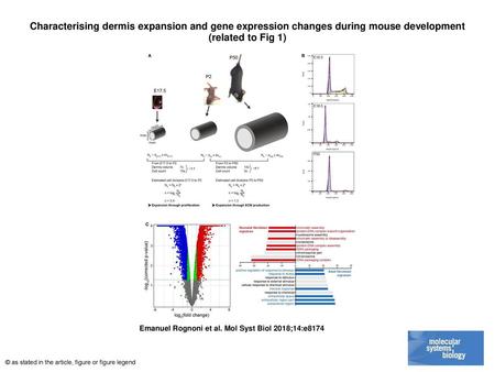 Characterising dermis expansion and gene expression changes during mouse development (related to Fig 1)‏ Characterising dermis expansion and gene expression.