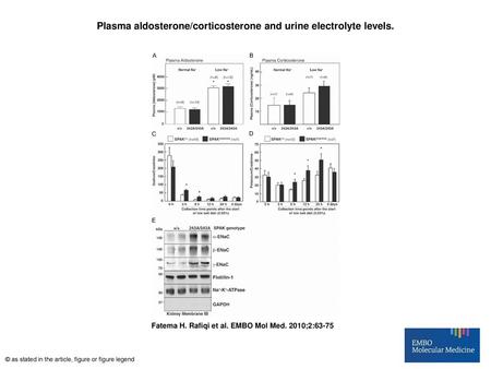 Plasma aldosterone/corticosterone and urine electrolyte levels.