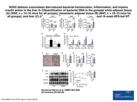 NOD2 deletion exacerbates diet‐induced bacterial translocation, inflammation, and impairs insulin action in the liver A–CQuantification of bacterial DNA.