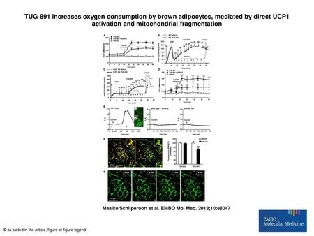 TUG‐891 increases oxygen consumption by brown adipocytes, mediated by direct UCP1 activation and mitochondrial fragmentation TUG‐891 increases oxygen consumption.