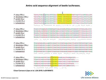 Amino acid sequence alignment of beetle luciferases.