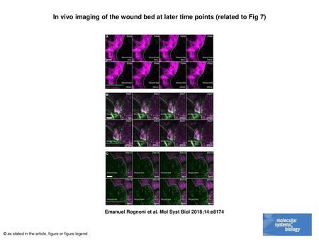 In vivo imaging of the wound bed at later time points (related to Fig 7)‏ In vivo imaging of the wound bed at later time points (related to Fig 7) A–CRepresentative.