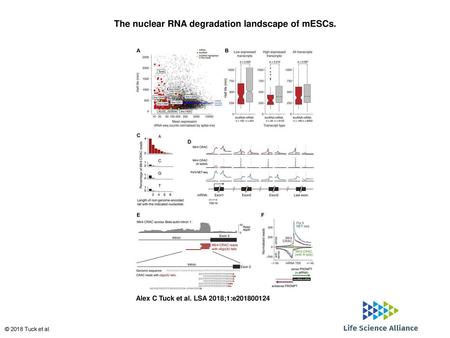 The nuclear RNA degradation landscape of mESCs.