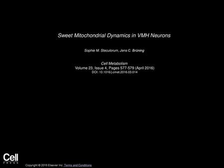 Sweet Mitochondrial Dynamics in VMH Neurons