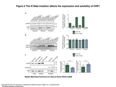 Figure 2 The K19del mutation affects the expression and solubility of CHP1 The K19del mutation affects the expression and solubility of CHP1 (A) Western.