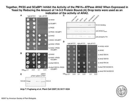 Together, PKS5 and SCaBP1 Inhibit the Activity of the PM H+-ATPase AHA2 When Expressed in Yeast by Reducing the Amount of 14-3-3 Protein Bound.(A) Drop.