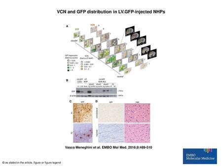 VCN and GFP distribution in LV.GFP‐injected NHPs