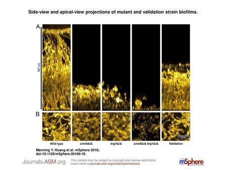 Side-view and apical-view projections of mutant and validation strain biofilms. Side-view and apical-view projections of mutant and validation strain biofilms.