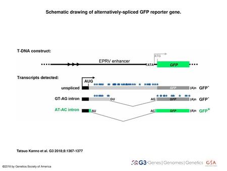 Schematic drawing of alternatively-spliced GFP reporter gene.