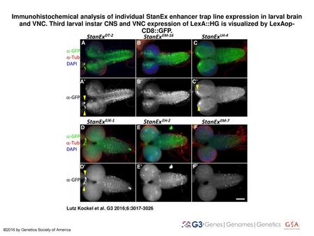 Immunohistochemical analysis of individual StanEx enhancer trap line expression in larval brain and VNC. Third larval instar CNS and VNC expression of.