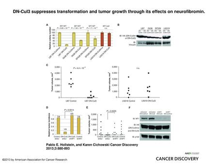 DN-Cul3 suppresses transformation and tumor growth through its effects on neurofibromin. DN-Cul3 suppresses transformation and tumor growth through its.