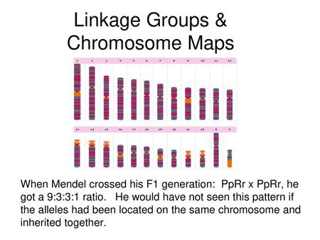 Linkage Groups & Chromosome Maps