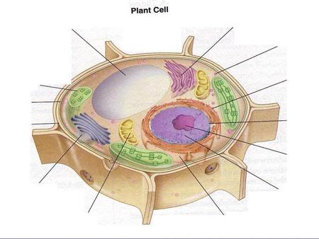 Cell Wall / Cell Membrane *Back to plant cell *Back to animal cell Cell Wall / Cell Membrane Cell Wall Function: Cell Membrane Function: Cell Wall.