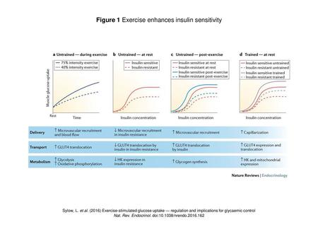 Figure 1 Exercise enhances insulin sensitivity