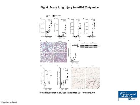 Fig. 4. Acute lung injury in miR-223−/y mice.