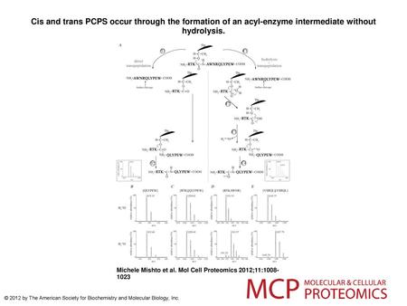 Cis and trans PCPS occur through the formation of an acyl-enzyme intermediate without hydrolysis. Cis and trans PCPS occur through the formation of an.