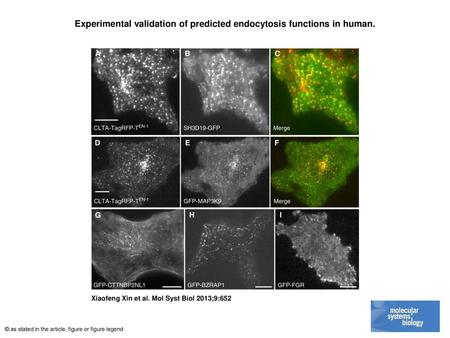 Experimental validation of predicted endocytosis functions in human.