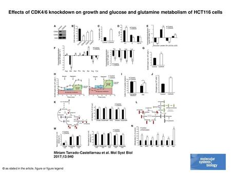 Effects of CDK4/6 knockdown on growth and glucose and glutamine metabolism of HCT116 cells Effects of CDK4/6 knockdown on growth and glucose and glutamine.