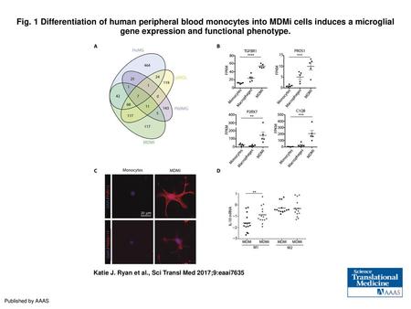 Fig. 1 Differentiation of human peripheral blood monocytes into MDMi cells induces a microglial gene expression and functional phenotype. Differentiation.