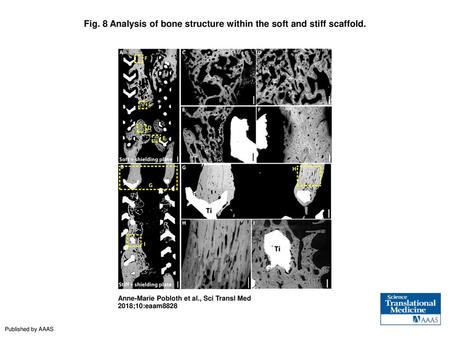 Fig. 8 Analysis of bone structure within the soft and stiff scaffold.