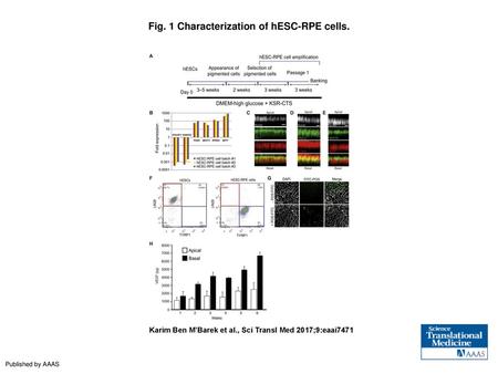 Fig. 1 Characterization of hESC-RPE cells.