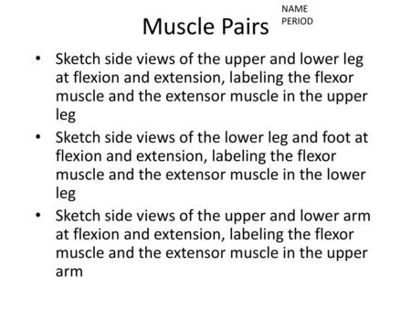 NAME PERIOD Muscle Pairs