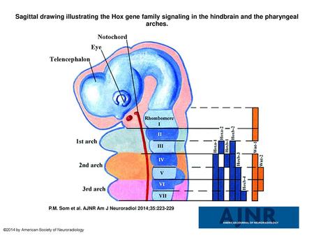 Sagittal drawing illustrating the Hox gene family signaling in the hindbrain and the pharyngeal arches. Sagittal drawing illustrating the Hox gene family.