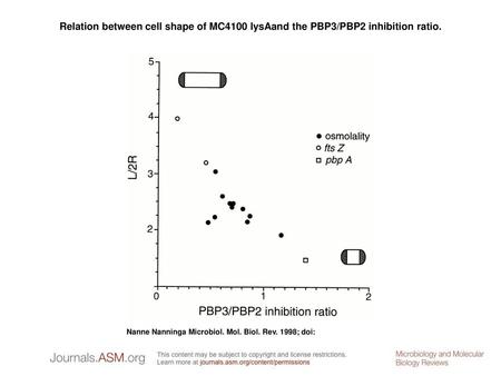 Relation between cell shape of MC4100 lysAand the PBP3/PBP2 inhibition ratio. Relation between cell shape of MC4100 lysAand the PBP3/PBP2 inhibition ratio.