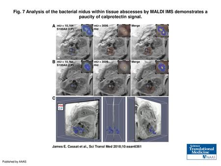 Fig. 7 Analysis of the bacterial nidus within tissue abscesses by MALDI IMS demonstrates a paucity of calprotectin signal. Analysis of the bacterial nidus.