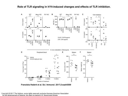 Role of TLR signaling in hY4-induced changes and effects of TLR inhibition. Role of TLR signaling in hY4-induced changes and effects of TLR inhibition.