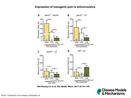 Expression of transgenic pum is anticonvulsive.